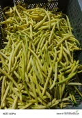 Sprzedam fasola szparagowa żółta na jutro ok 400/500 kg 