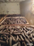 Witam sprzedam buraka Długiego odmiana ALTO. Kaliber gruby cena do uzgodnienia. Opakowanie BB, skrzynia bądź luz 