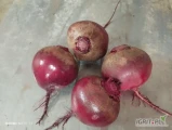 Witam sprzedam burak czerwony okrągły jak i podłużny kaliber handlowy cena oraz opakowanie do uzgodnienia zapraszam do kontaktu.  