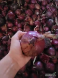 Sprzedam cebulę czerwona ozima z tego roku. Po więcej info proszę dzwonić.