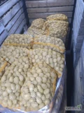 Sprzedam ziemniak odmiana Ignacy 1500 kg  i Soraja 1500 kg zdrowy cena 80 gr kg 