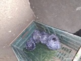 Sprzedam kapuste czerwona Primero  kaliber 0.4-1 kg najlepiej luz w karton boxy około 5 ton 