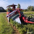 Mechaniczny zbiór porzeczek JOANNA 5 PREMIUM. Wykonam usługę zbioru porzeczek. Więcej informacji: 665 633 307.  Wystawiam faktury...