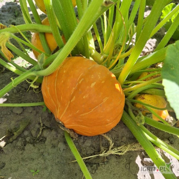 /images/posts/2025/07/2030647/T0RsC4AcinCitSFTiNbM9QotxCMf1P2gntUyNbno.jpeg