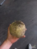 Sprzedam burak czerwony 5-9 oraz gruby 8 plus odmiana Monty pakowane big bag możliwość transportu przy ilościach pelnopojazdowych 