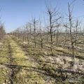 Wydzierżawię w pełni owocujący sad z nasadzeniami drzew owocowych: wiśni, jabłoni oraz grusz w miejscowości Wola gm. Czerwińsk nad...
