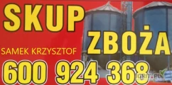 Kupię kukurydzę mokrą 460 zł netto +vat + procenty do oporu + dopłata za dowóz , , kukurydza sucha 720 zł netto + vat , odbiór z...