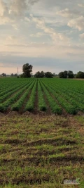 Sprzedam 1.5 ha pietruszki Arat do wykopania.