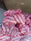 Witam mam do sprzedania duże ilości buraka podużnego odmiany Alto kaliber handlowy oraz buraka okrągłego więcej informacji pod...