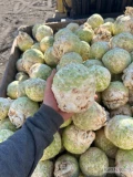 Sprzedam seler kaliber od 0,30 do 1kg pakowany wedle życzenia klienta zapraszam serdecznie do kontaktu 