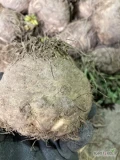 Sprzedam seler odmiana Markiz, nadaje sie do mycia. Kalibrarz od 200-800gr. 