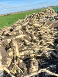 Sprzedam pietruszkę handlową  3-6 ładna zdrowa dobrze się myje nie zgnita kopana pod zamówienie 