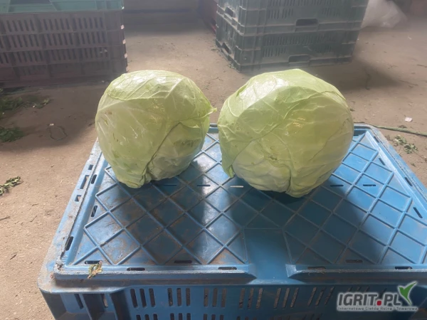 /images/posts/2025/07/2031207/l350u2S9e5JdpIQTDWXfeXwUlOefkISZCsAVUYBL.jpeg