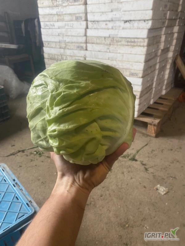 /images/posts/2025/07/2031207/QahN4xZoC56KewLu4SeserBoGd2hcUfXafKiq24d.jpeg