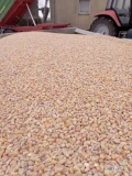Sprzedam kukurydzę suchą KRAJOWĄ po 50 ton  cena netto gotówka lub przedpłata załadunek auta 10 minut 