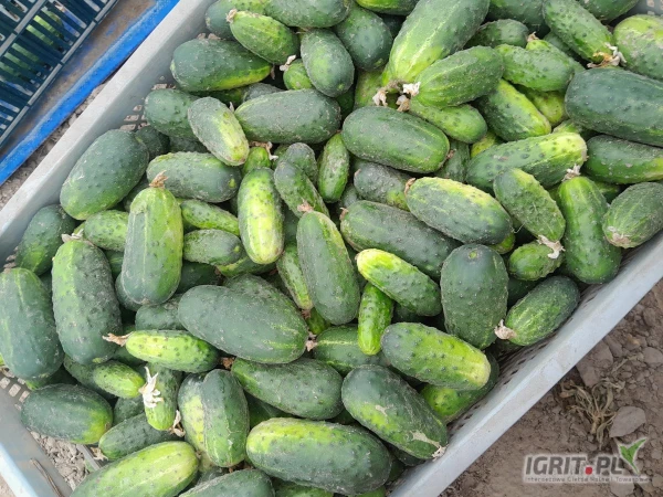 /images/posts/2025/07/2031413/lyq94dGwjuGgfHoS6OBuV8xNNLSR6KF6XqR8I4Ev.jpeg