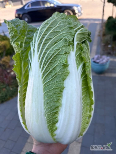 /images/posts/2024/12/1945090/HytpFRh52Z3ajzNgiTlQlTF1kTyQxZfj8yAuXphv.jpeg
