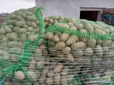 Sprzedam ziemniaki wielkości sadzeniaki. Melody 1500kg oraz Queen Anna 600 kg w workach po 30  kg. Dwa lata sadzone 