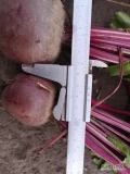 Sprzedam buraczek czerwony młody odmiana wodan kaliber 5 - 8 kopany na zamówienie. 
