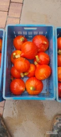 sprzedam hokaido kal 0.5 -2 kg ilosci hurtowe i detaliczne 