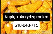 Kupie ziarno mokrej kukurydzy