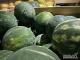 Sprzedam arbuzy z Rumunii, odmiana Lusitana, kaliber 3/10 kg.
