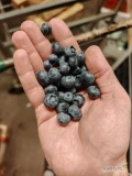 Kupię borówkę amerykanska tygodniowo 3tony szukam stałego producenta.
