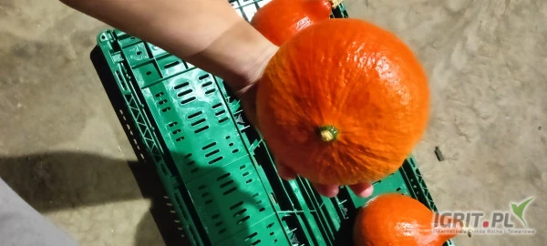 /images/posts/2024/10/1923034/RHWc1lSoebNjUk0yMJDtcx0Azf3ppABWpawmMalB.jpeg