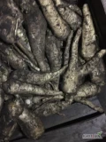 Sprzedam pietruszkę Arat, kaliber 5+, kopana za nać, ilość 5t, opakowanie dowolne