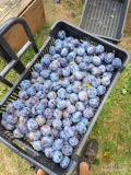 Witam , sprzedam śliwkę dabrowicka około 600kg , zrywana dziś. Towar ładny, zainteresowany zapraszam 725614082