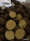 Witam , sprzedam ziemniaki odmiany Lili, Soraya, gala 
