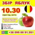 Belgia - zbieranie jabłek
