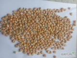 Sprzedam kukurydza drobną ,typu flint , bardzo dobrze wyczyszczoną polecam