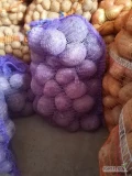 Sprzedam buraczka czerwonego odmiana wodan, może być kopane na worek 15 kilo.