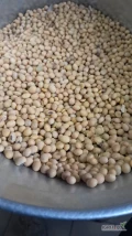 Soja GMO pochodzenie Ukraina