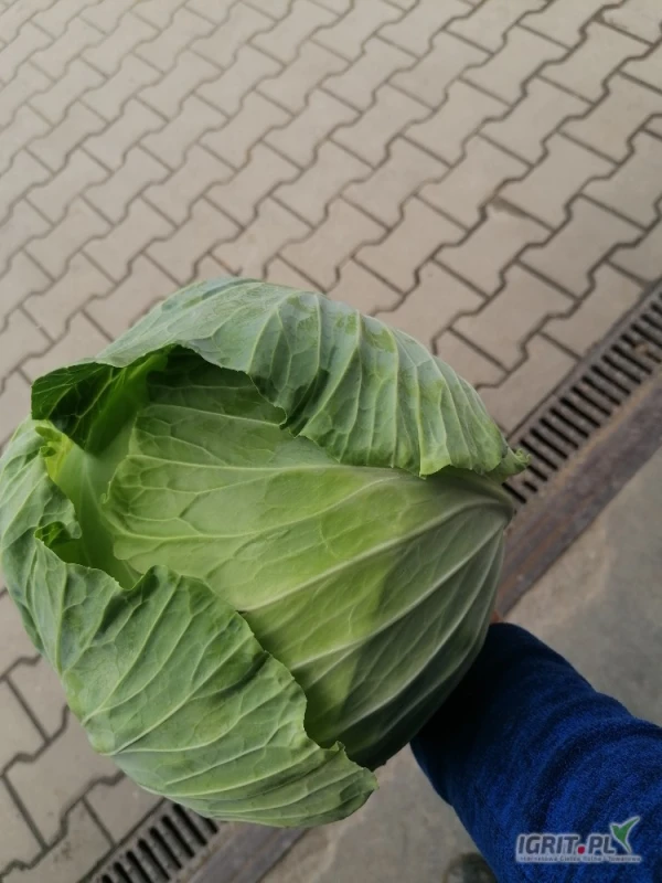 /images/posts/2025/07/2032756/hygoeSWOXgLWRGqR5WJrlH5saad69J3x09B3xSGk.jpeg