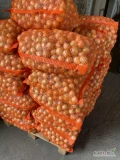 Witam sprzedam młodą zasuszoną drobną&nbsp;cebule żółta oraz czerwona kaliber do 50mm, żółta 10zł za worek 15kg, czerwona 6zł za...