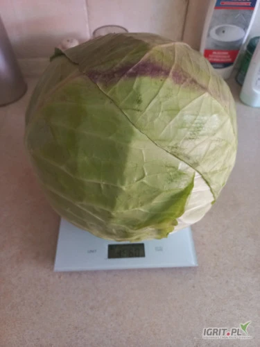 /images/posts/2024/07/1884000/IV2xegaSJKVEDRMws4XKaSGDNpKZyBntgFxd8aKj.jpeg