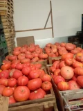 Sprzedam dynie hokkaido traktor, potimoron.Około 4-5 t.kaliber od 1 do 5 kg.Wiecej inf tel.