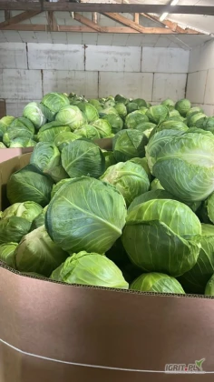 Kapusta młoda biała 1-3 kg.

Kapusta czerwona market 1-3 kg.

 

Dostępna też kapusta młoda 3-5 kg.

 

Towar przygotowywany na świeżo.

 

Dobra jakość towaru, stałe dostawy, towar dostępny od ręki.

Zdjęcia towaru poniżej.

 

 

Więcej info telefonicznie.