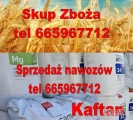 Kupię zboże: rzepak, pszenica żyto pszenżyto jeczmień owies kuukrydza
