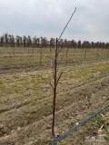 Oddam drzewka wiśni odmiany łutowka. Drzewka roczne, gmina Mogielnica 