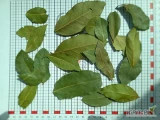 sprzedam cebulę  suszoną ( płatek , grys, mieloną  ). opakowanie 14 kg towar importowany z pełną  dokumentacją  
