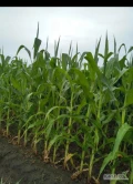 Sprzedam kukurydze na pniu odmiana DKC 3888. Dostepne ok 16 hektarów 
