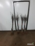 SPRZEDAM DRZEWKA KONFERENCJA PIGWA S1,SZAMPION P14, DARK IDOL M9, GALA S.S M9, GALA S.R M9, PRINS M9, GOLDEN M9, MUNA M9,KORDIA, GRONIASTA