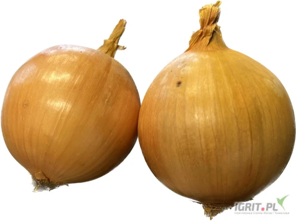 /images/posts/2025/06/2021535/iicmfeJqZfbYlYZ8KXV75eoqIgzxUAJfmcHkubEm.jpeg