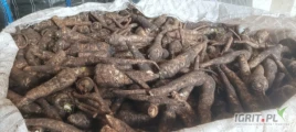 Sprzedam pietruszkę Arat. 18 big bag. 
