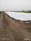 Sprzedam buraczek czerwony odmiana Monty czysty nie obity 250 ton możliwość przesortowania 