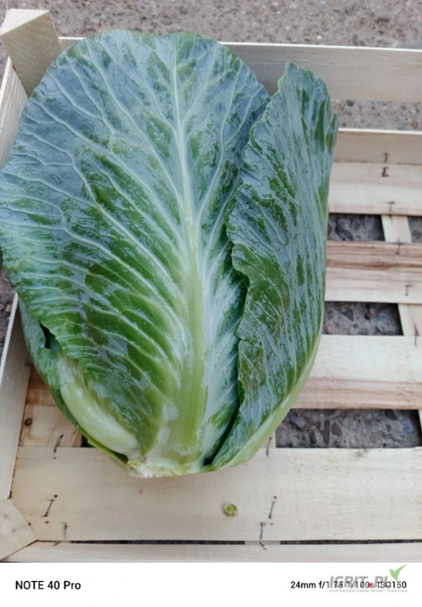 /images/posts/2025/07/2033740/VK0IAtjMT2QKNuYpsS8YLg1vOVtyxGKt8fUa3gnO.jpeg