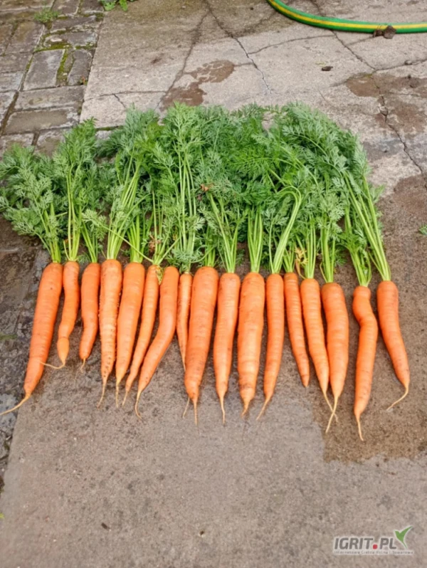 /images/posts/2025/07/2033780/Ev1KsYqDe7BYbAAex2CJjz8glXQlWpsCQNGNL2Bf.jpeg